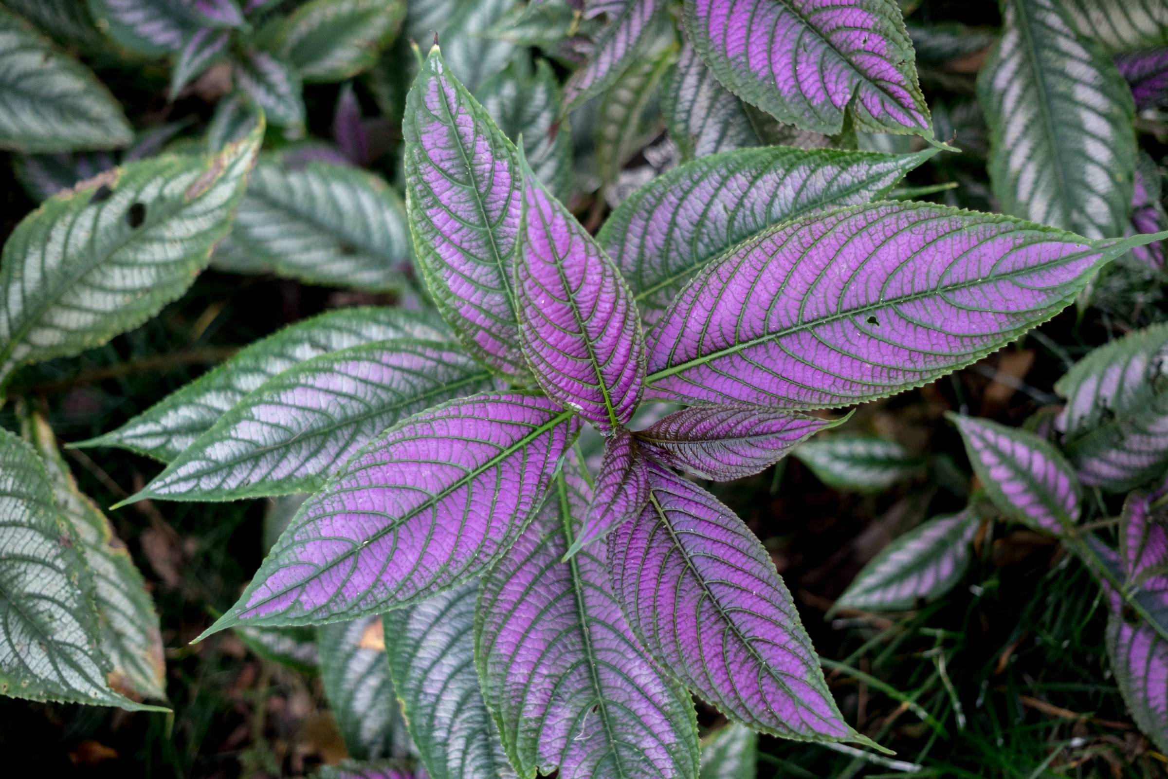 DSCF2648
