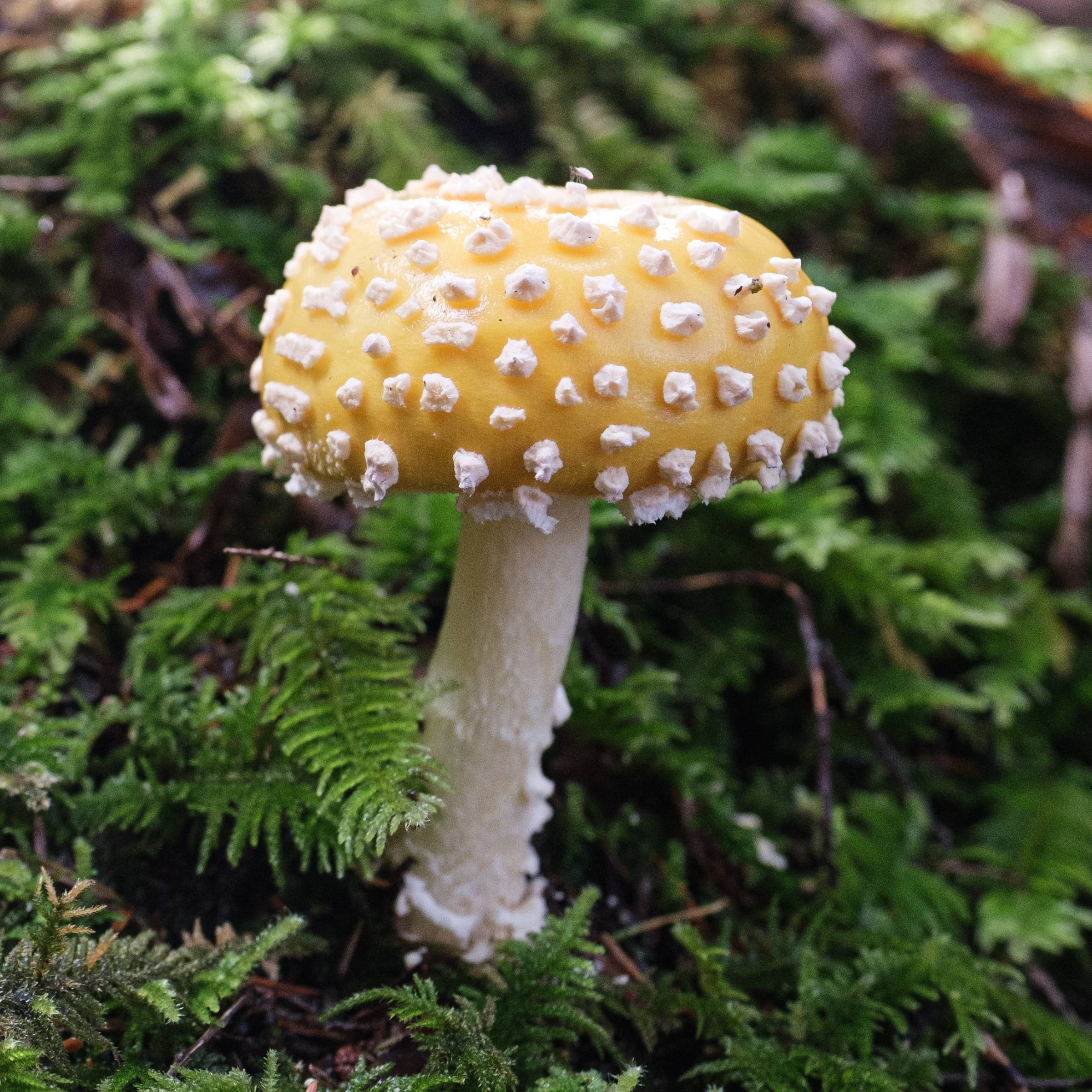 DSCF2735