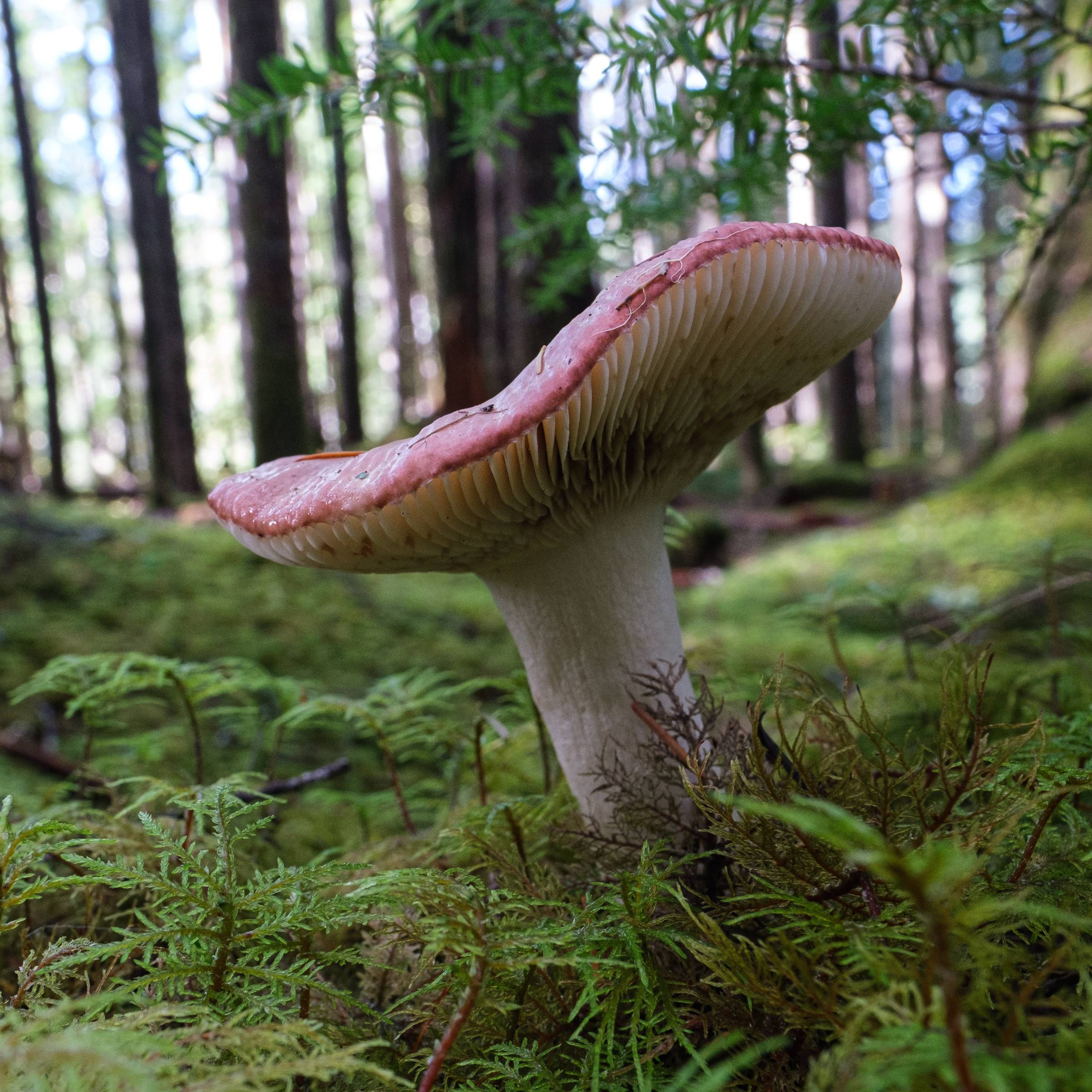 DSCF2763