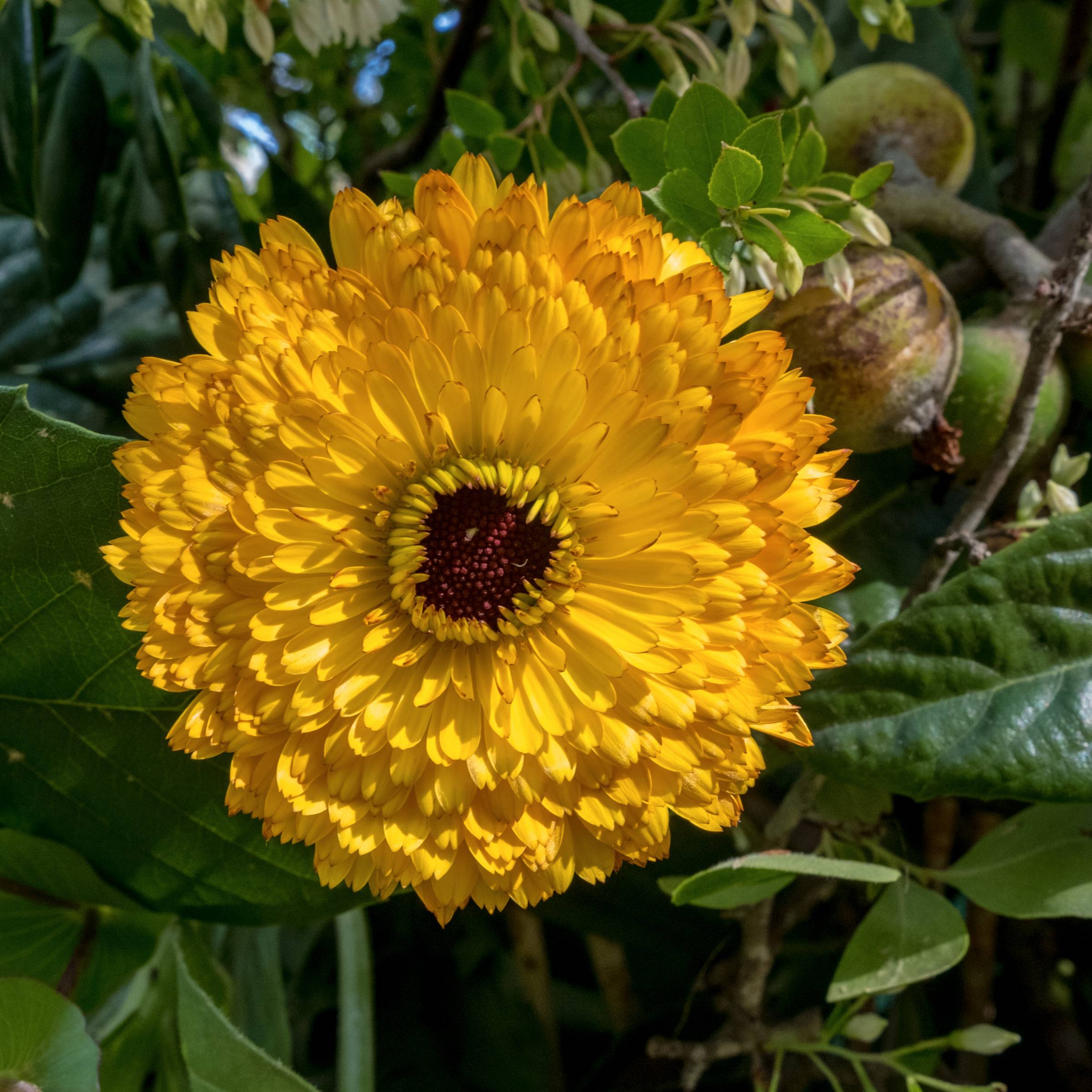 DSCF4812