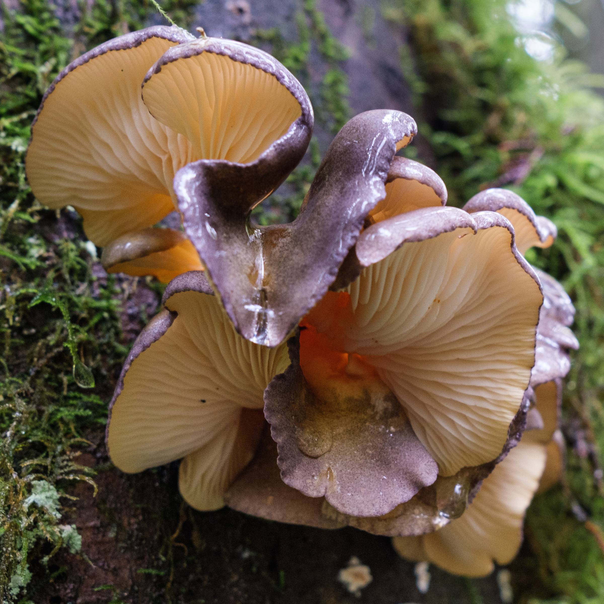 DSCF5875