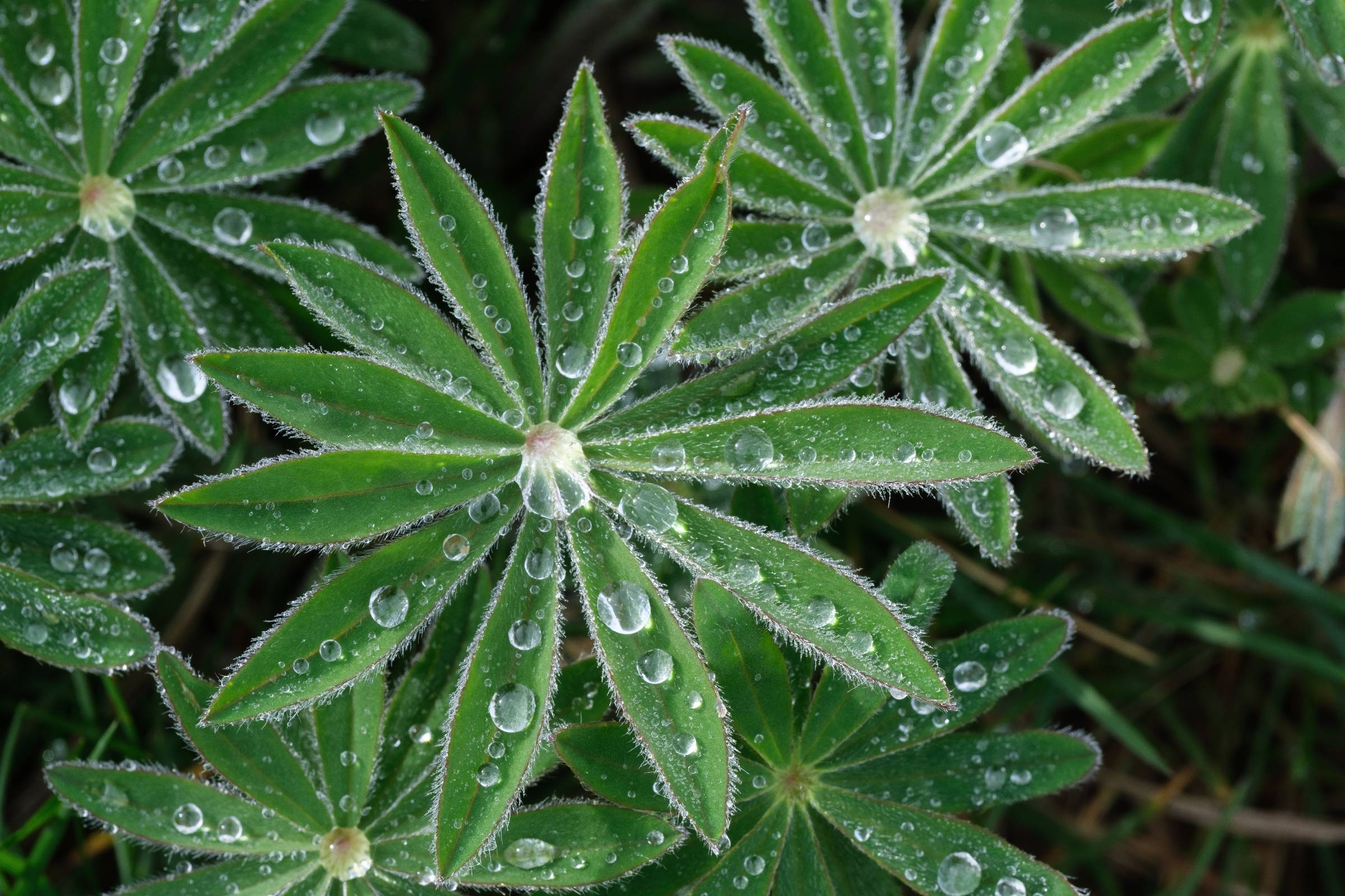 DSCF6366