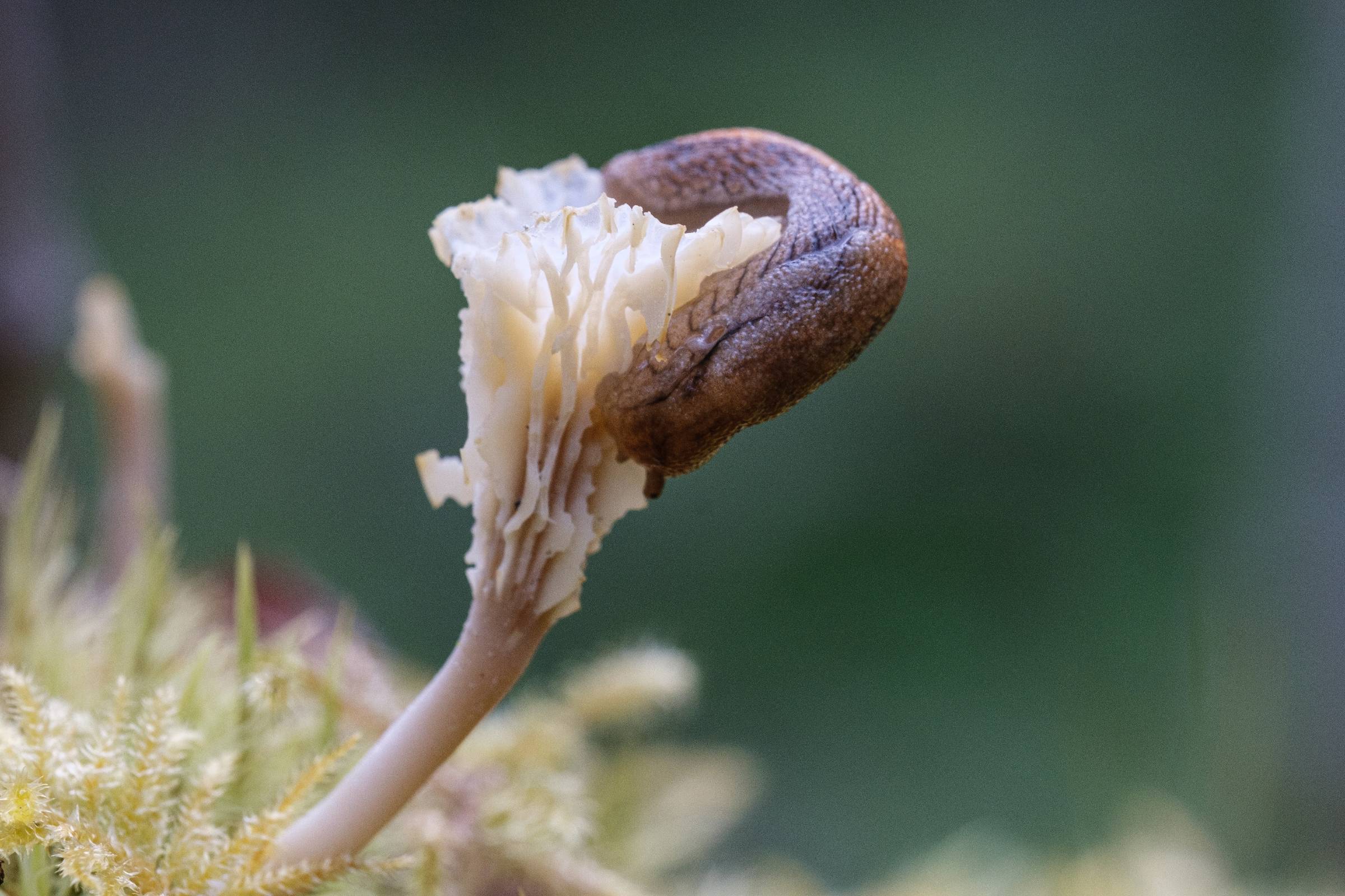 DSCF6422