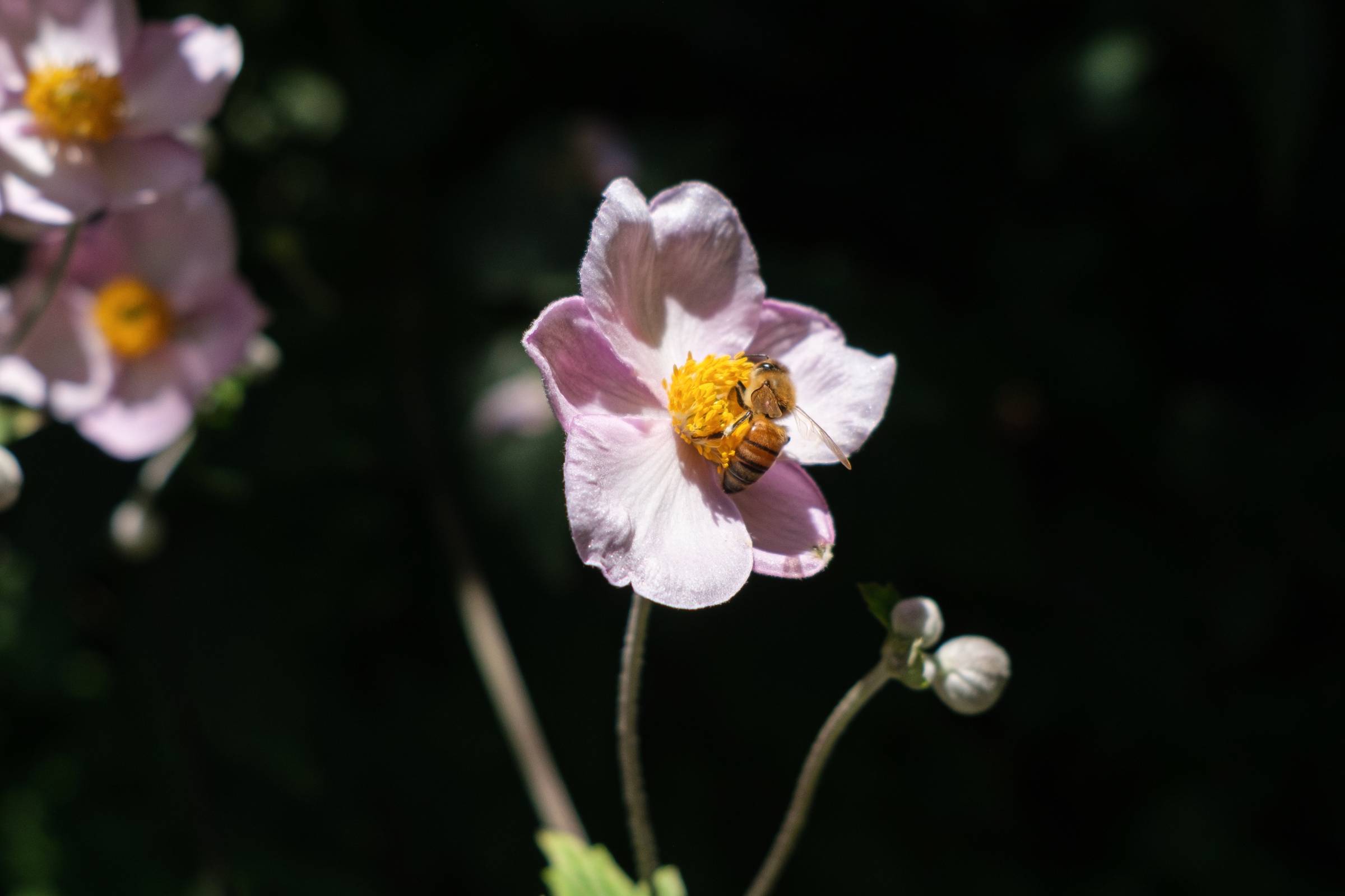 DSCF7156