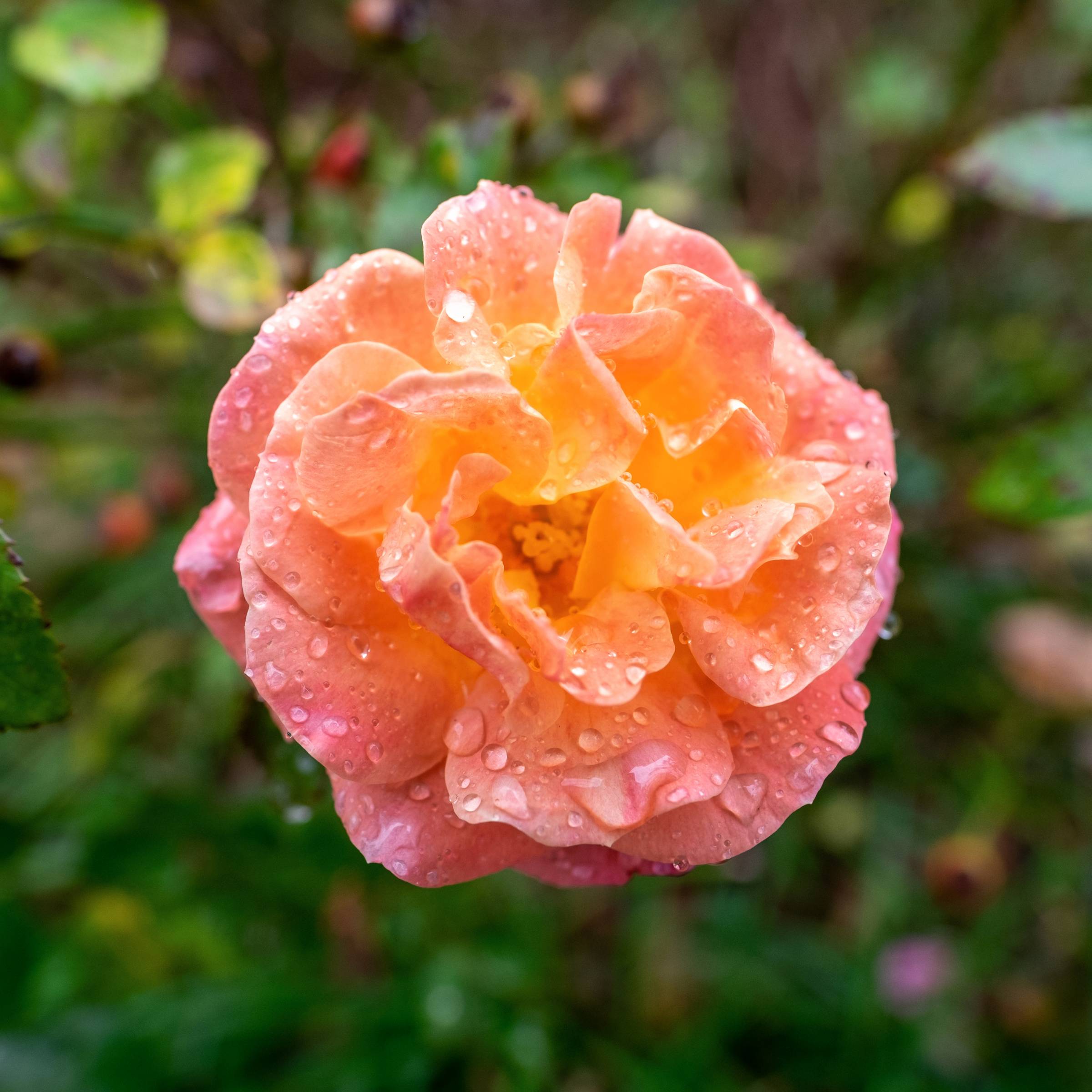 DSCF7778