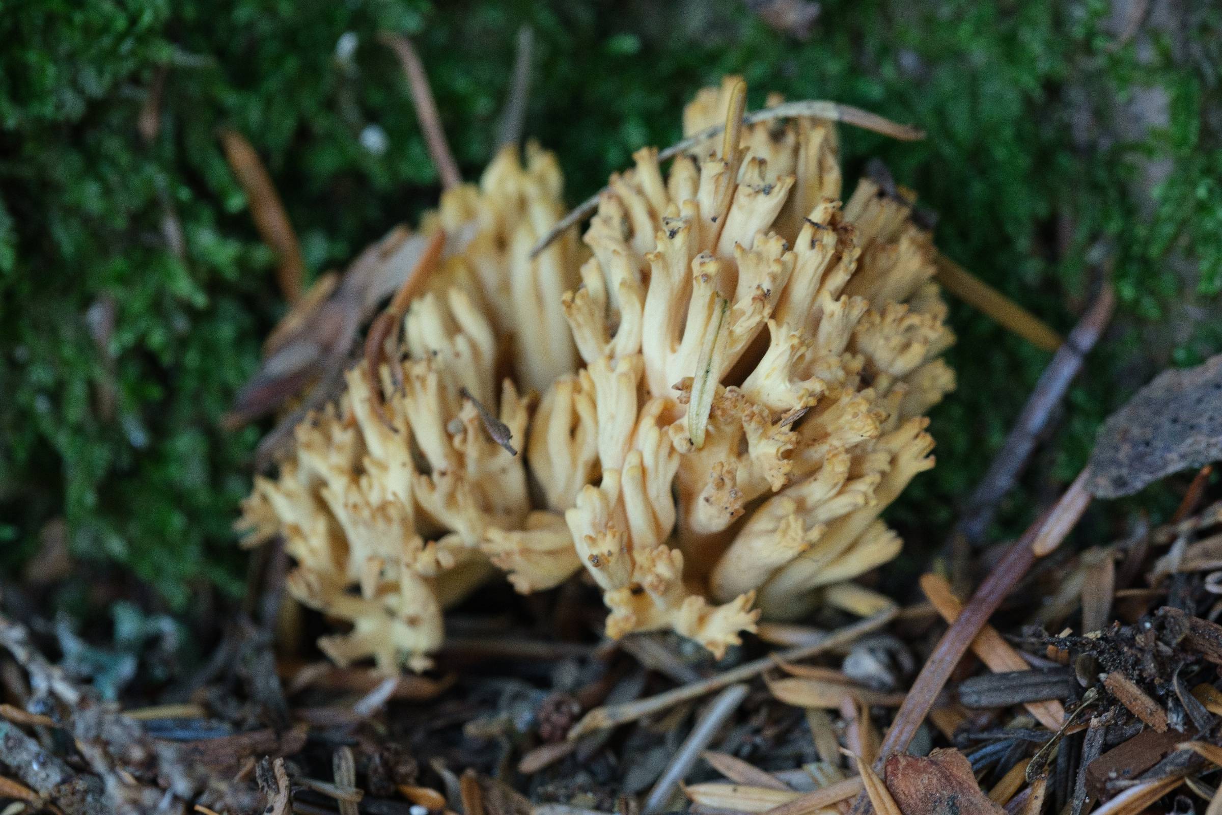 DSCF9078