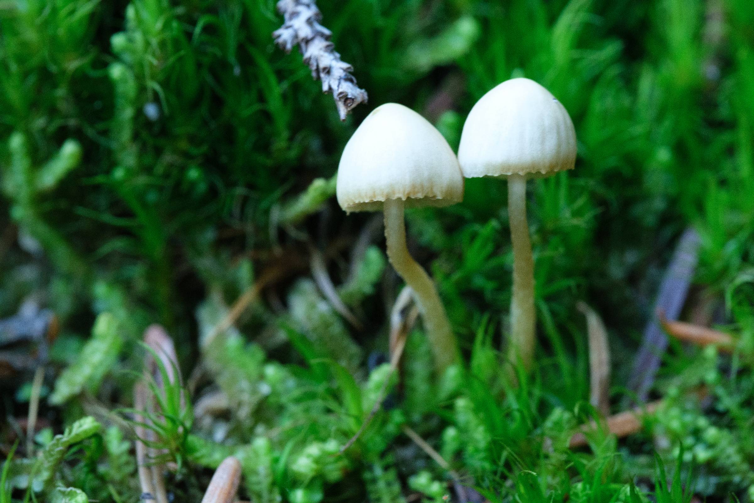 DSCF9101