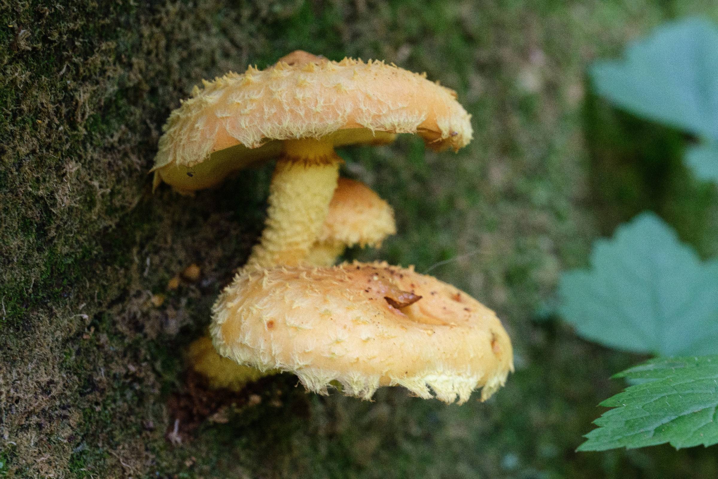 DSCF9108